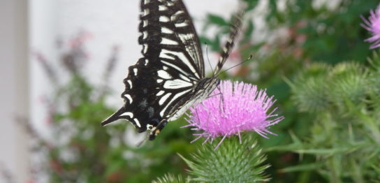 アゲハ 蝶 好き な 花